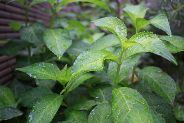 ②雨天.jpg