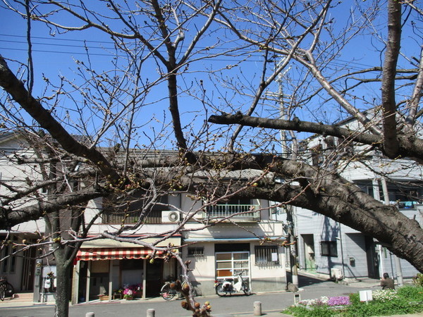 ③毎年のベストポジションの桜の木はこんな感じです.jpg