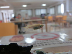 ⑦気持ちよさそうに泳いでいますね!.jpg